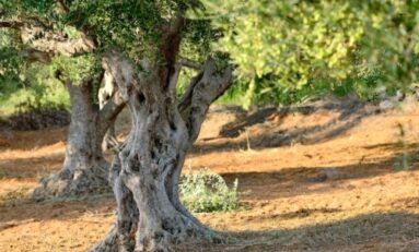 Puglia, il biometano dà una mano agli olivicoltori